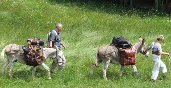 âne de Provence