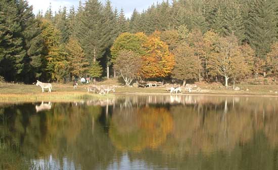 Troupeau d'ânes au bord du lac